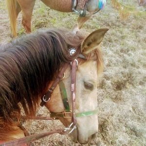 Meet your Posher, Wesley